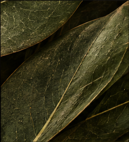 Muted olive leaf texture